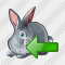 Rabbit Import Icon