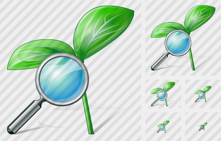 Sprouts Search Icon