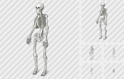 Icône Skeleton Icône Skeleton